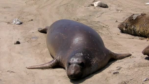 Північні Слонячі Тюлені Mirounga Angustirostris Державному Парку Ано Нуево Каліфонії — стокове відео