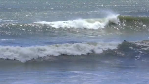 Surfisti Non Identificati All Ano Nuevo State Park Contea Santa — Video Stock