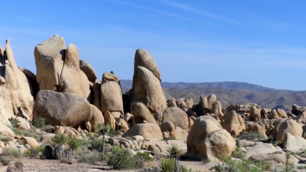 Národní Park Joshua Tree Jihovýchodní Kalifornii Usa 2017 — Stock video