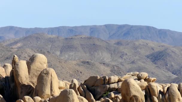 Parque Nacional Joshua Tree Sureste California Estados Unidos 2017 — Vídeo de stock