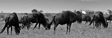 Masai Mara Ulusal Parkı 'ndaki antiloplar gün batımında, Kenya