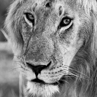 Kenya 'daki Maasai Mara Ulusal Parkı' nda aslan.