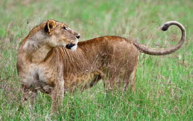 Lioness in the Lake Nakuru National Park, Kenya clipart