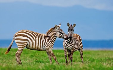 Zebralar Gölü nakuru Milli Park, kenya