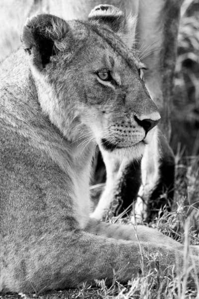 Львица Национальном Парке Масаи Мара Кения — стоковое фото