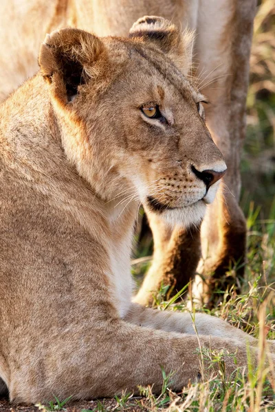 Lioness Maasai Maran Kansallispuistossa Keniassa — kuvapankkivalokuva