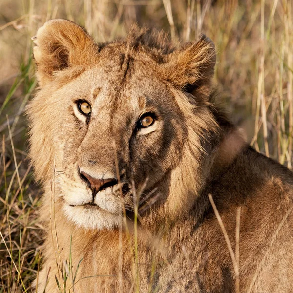 León Parque Nacional Maasai Mara Kenia —  Fotos de Stock