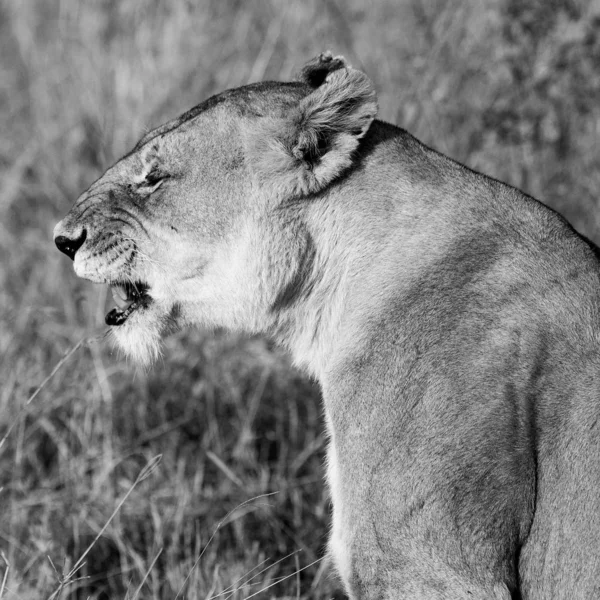 ケニアのマサイ マラ国立公園の雌ライオン — ストック写真