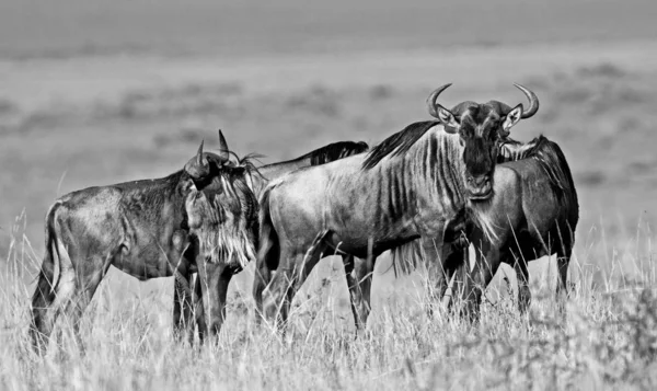 Wildebeests Nel Parco Nazionale Maasai Mara Kenya — Foto Stock