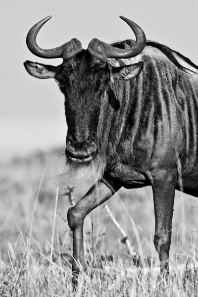 Kenya Daki Maasai Mara Ulusal Parkı Nda Antiloplar — Stok fotoğraf