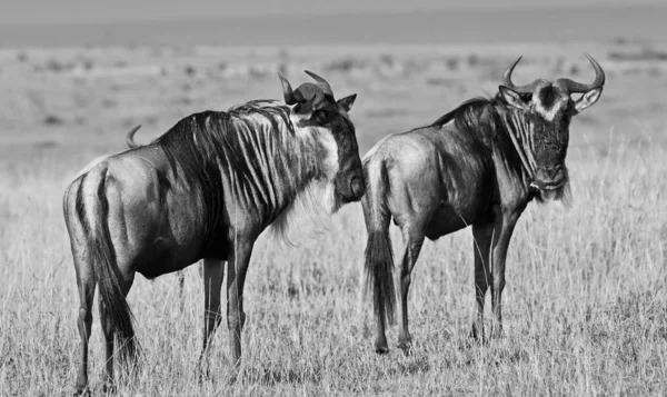 Wildebeests Nel Parco Nazionale Maasai Mara Kenya — Foto Stock