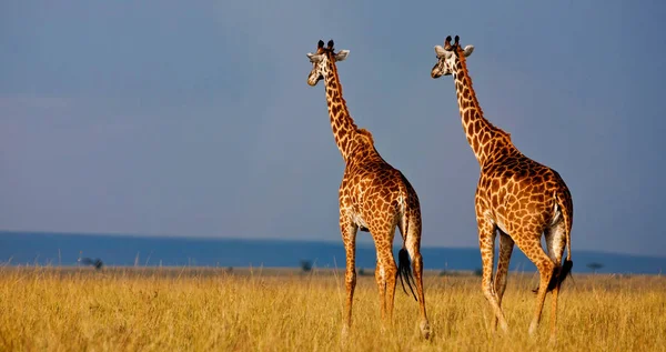 Żyrafy Parku Narodowym Maasai Mara Kenia — Zdjęcie stockowe