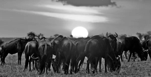 Wildebeests Maasai Mara National Park Sunset Keňa — Stock fotografie