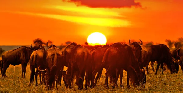 Wildebeests Nel Parco Nazionale Maasai Mara Tramonto Kenya — Foto Stock