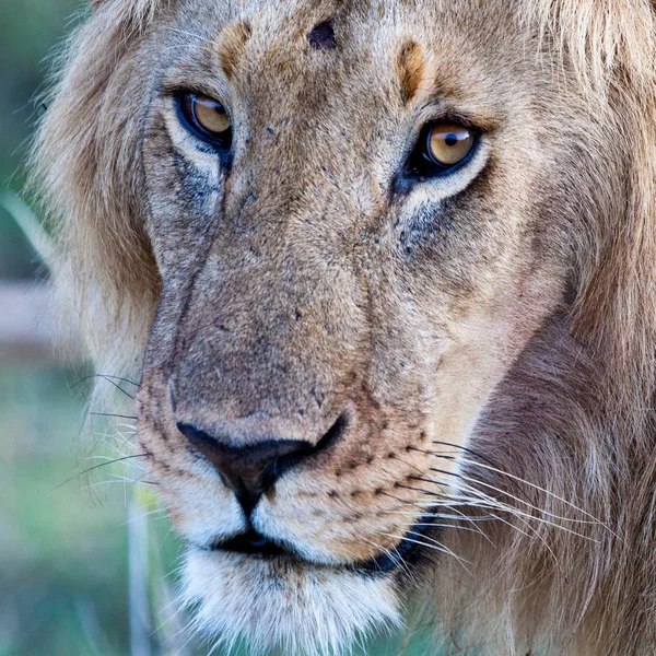 Løve Maasai Mara Nasjonalpark Kenya – stockfoto