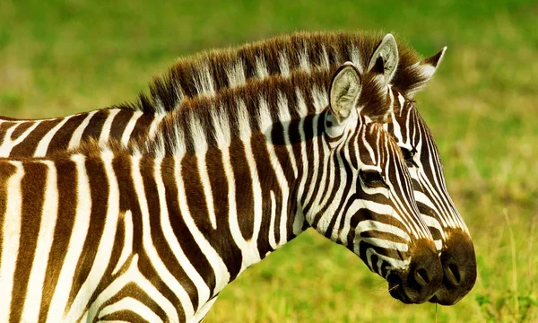 Zebras Masai Mara Ulusal Parkı Kenya — Stok fotoğraf