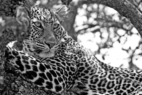 Leopardo Parque Nacional Maasai Mara Kenia — Foto de Stock