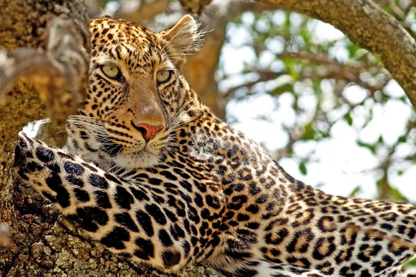 Леопард Национальном Парке Масаи Мара Кения — стоковое фото