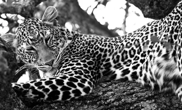Leopardo Parque Nacional Maasai Mara Quênia — Fotografia de Stock