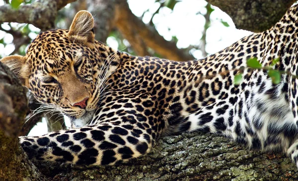 Leopard Στο Εθνικό Πάρκο Maasai Mara Κένυα — Φωτογραφία Αρχείου
