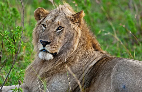 Leão Parque Nacional Maasai Mara Quênia — Fotografia de Stock