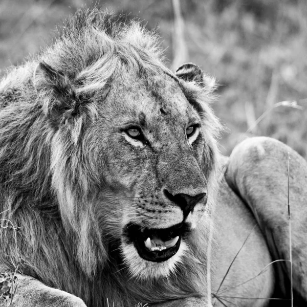 Oroszlán Maasai Mara Nemzeti Parkban Kenyában — Stock Fotó