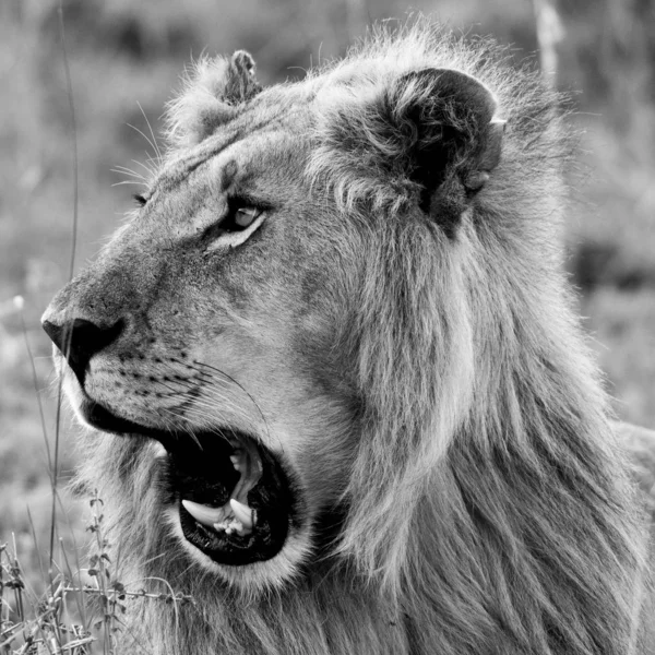 Lev Národním Parku Maasai Mara Keňa — Stock fotografie