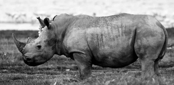 Rhinoceros Στο Εθνικό Πάρκο Της Λίμνης Νακούρου Κένυα — Φωτογραφία Αρχείου