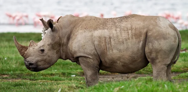 Neushoorn Het Lake Nakuru National Park Kenia — Stockfoto