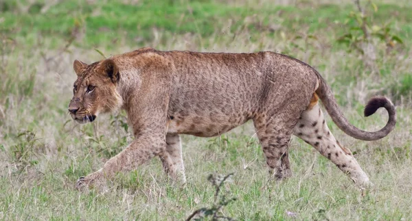 Lvice Národním Parku Nakuru Keňa — Stock fotografie