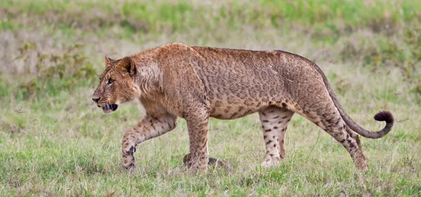 Lionne Dans Parc National Lac Nakuru Kenya — Photo