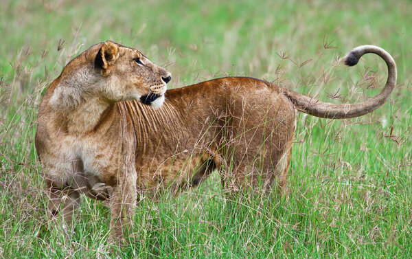 Lioness in the Lake Nakuru National Park, Kenya