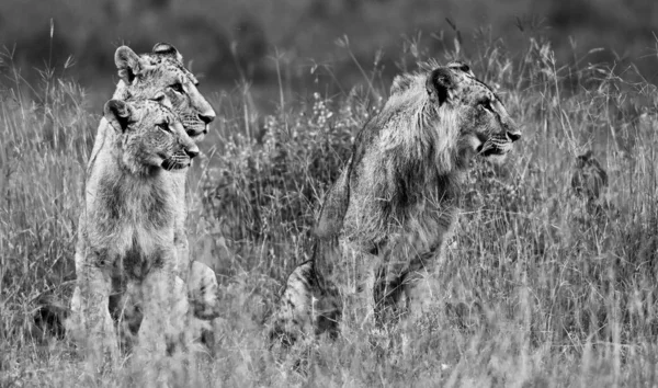 Lions Dans Parc National Lac Nakuru Kenya — Photo