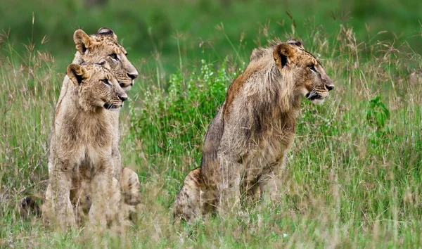 Leoni Nel Parco Nazionale Del Lago Nakuru Kenya — Foto Stock