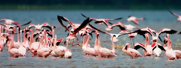 肯尼亚纳库鲁湖中的火烈鸟 — 图库照片