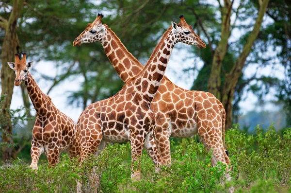 Giraffen Het Lake Nakuru National Park Kenia — Stockfoto