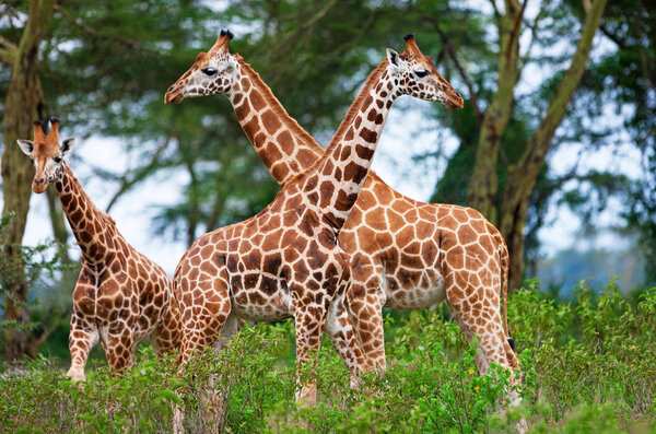 Giraffes in the Lake Nakuru National Park, Kenya