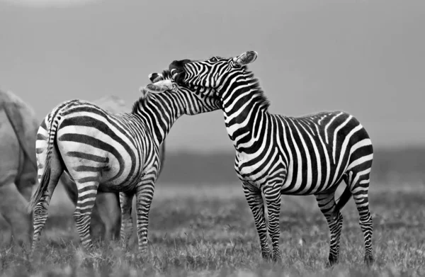 Zèbres Dans Parc National Lac Nakuru Kenya — Photo