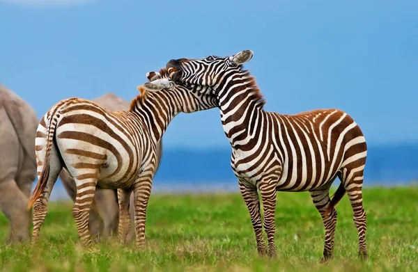 Zebrák Nakuru Nemzeti Park Kenya — Stock Fotó