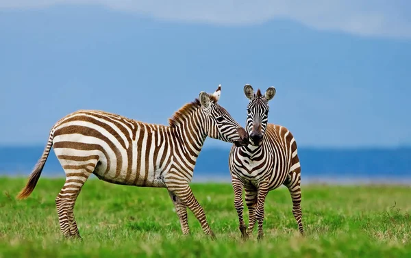 Zebras Parque Nacional Lago Nakuru Quênia — Fotografia de Stock