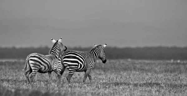 Zebras Parque Nacional Lago Nakuru Quênia — Fotografia de Stock