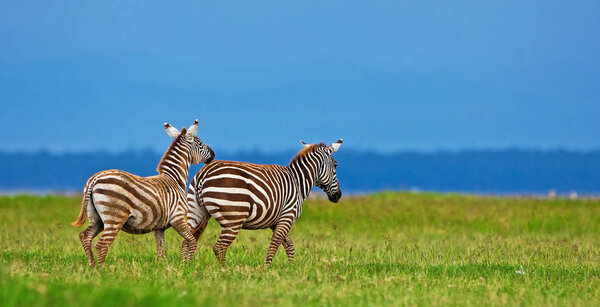 Zebras in the Lake Nakuru National Park, Kenya