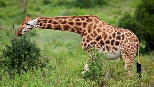 Giraffa Nel Parco Nazionale Del Lago Nakuru Kenya — Foto Stock