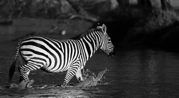 Zebra Parque Nacional Lago Nakuru Quênia — Fotografia de Stock