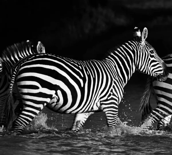 Cebras Parque Nacional Lago Nakuru Kenia —  Fotos de Stock