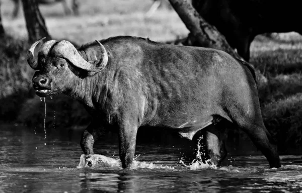 Buffalo Cruzando Río Parque Nacional Del Lago Nakuru Kenia —  Fotos de Stock