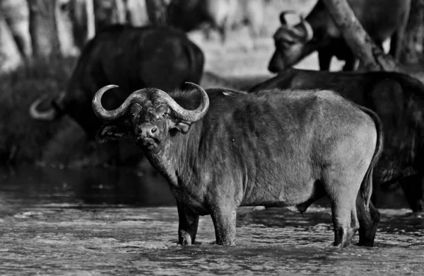 Buffalo Ylittää Joen Nakuru Järven Kansallispuistossa Keniassa — kuvapankkivalokuva