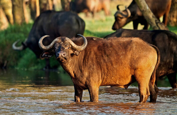 Buffalo crossing a river in the Lake Nakuru National Park, Kenya