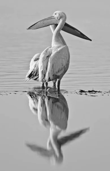 Grote Witte Pelikanen Lake Nakuru National Park Kenia Afrika — Stockfoto