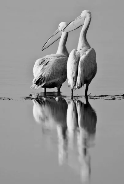 Grote Witte Pelikanen Lake Nakuru National Park Kenia Afrika — Stockfoto